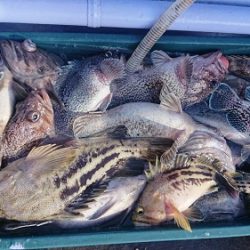 小樽港遊漁船SHAKE 釣果