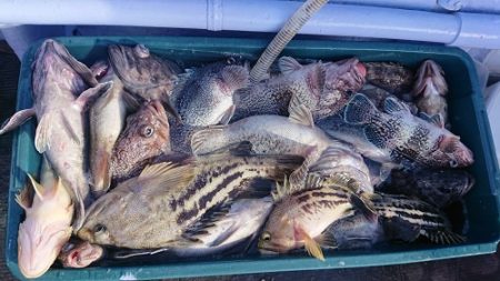 小樽港遊漁船ＳＨＡＫＥ 釣果