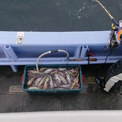 小樽港遊漁船ＳＨＡＫＥ 釣果