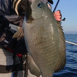 シースナイパー海龍 釣果