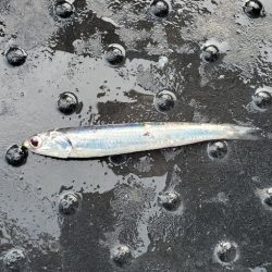 LUSTER『ラスター』 釣果