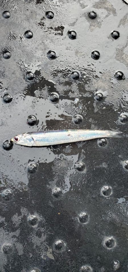 LUSTER『ラスター』 釣果