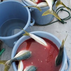 LUSTER『ラスター』 釣果