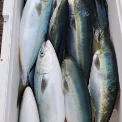 LUSTER『ラスター』 釣果