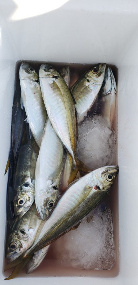 海龍丸（石川） 釣果
