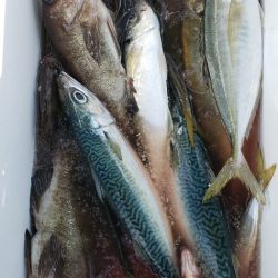 海龍丸（石川） 釣果