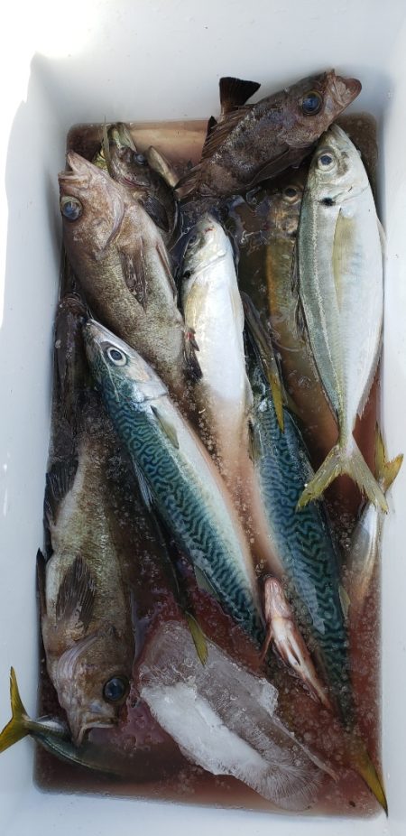 海龍丸（石川） 釣果
