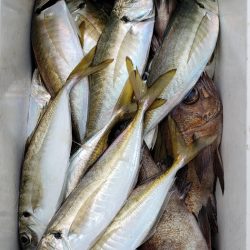 海龍丸（石川） 釣果