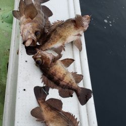 海龍丸（石川） 釣果