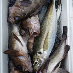 海龍丸（石川） 釣果