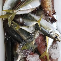 海龍丸（石川） 釣果