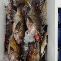 海龍丸（石川） 釣果