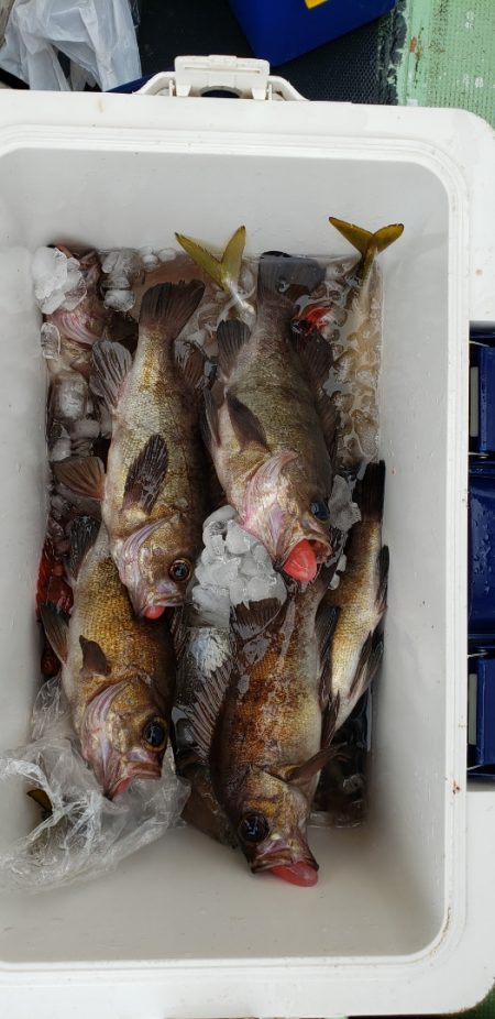 海龍丸（石川） 釣果