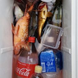 海龍丸（石川） 釣果