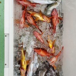 海龍丸（石川） 釣果