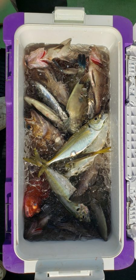 海龍丸（石川） 釣果