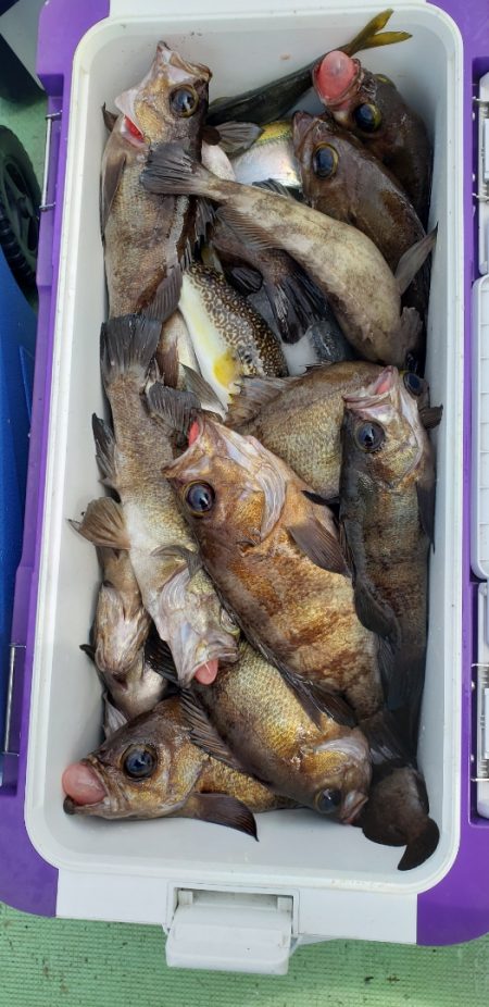 海龍丸（石川） 釣果