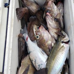 海龍丸（石川） 釣果