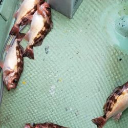 海龍丸（石川） 釣果