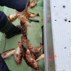海龍丸（石川） 釣果