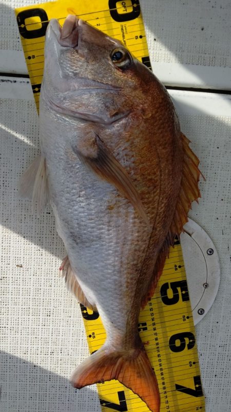 タイラバ遊漁船 ワンピース 釣果