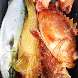 第二龍勢丸 釣果