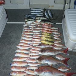 ARCADIAⅡ (アルカディアⅡ) 釣果