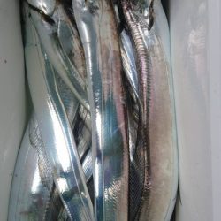 小島丸 釣果