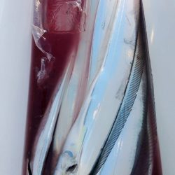 金沢八景鴨下丸 釣果