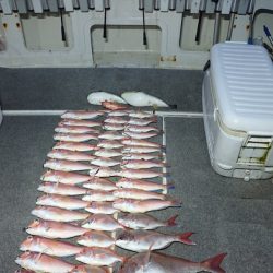 ARCADIAⅡ (アルカディアⅡ) 釣果