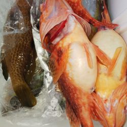 第二龍勢丸 釣果