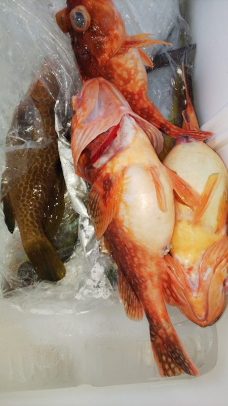 第二龍勢丸 釣果