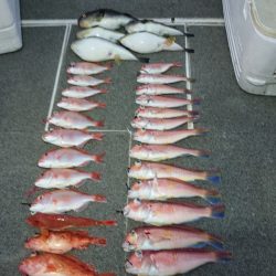 ARCADIAⅡ (アルカディアⅡ) 釣果