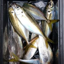 金沢八景鴨下丸 釣果