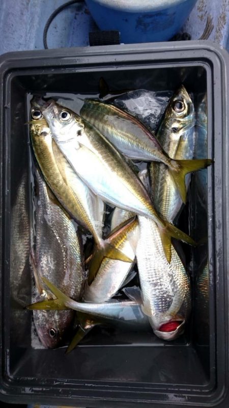 金沢八景鴨下丸 釣果