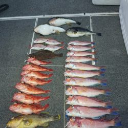 ARCADIAⅡ (アルカディアⅡ) 釣果