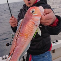 ARCADIAⅡ (アルカディアⅡ) 釣果