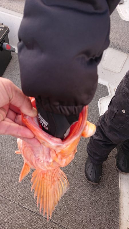 ARCADIAⅡ (アルカディアⅡ) 釣果