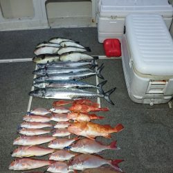 ARCADIAⅡ (アルカディアⅡ) 釣果