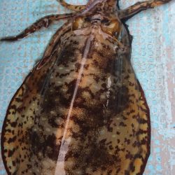 シースナイパー海龍 釣果