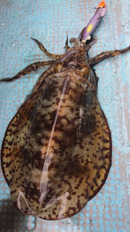 シースナイパー海龍 釣果