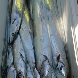 金沢八景鴨下丸 釣果