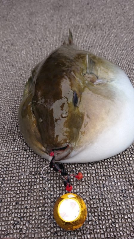 ARCADIAⅡ (アルカディアⅡ) 釣果