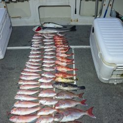 ARCADIAⅡ (アルカディアⅡ) 釣果