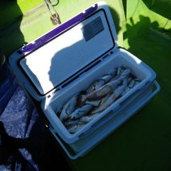 金沢八景鴨下丸 釣果