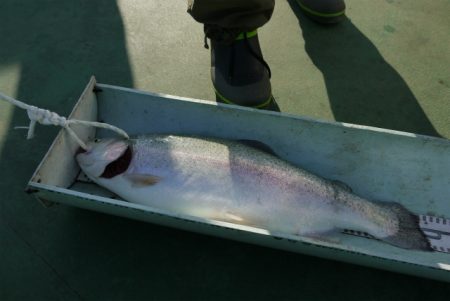 としまえんフィッシングエリア 釣果