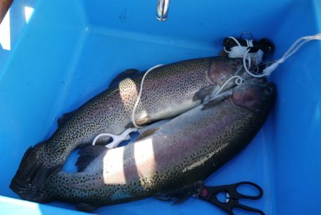 としまえんフィッシングエリア 釣果