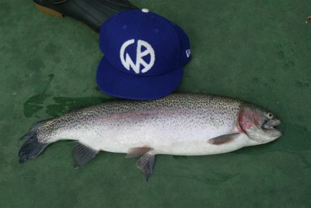 としまえんフィッシングエリア 釣果