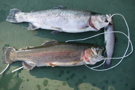 としまえんフィッシングエリア 釣果