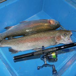 としまえんフィッシングエリア 釣果